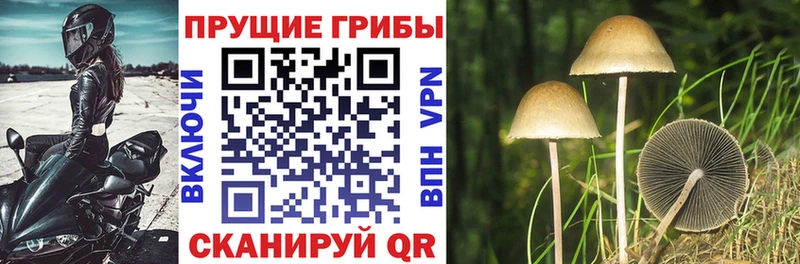 как найти наркотики  Славянск-на-Кубани  Псилоцибиновые грибы GOLDEN TEACHER 